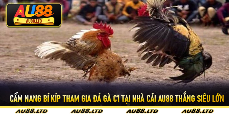 Cẩm nang bí kíp tham gia đá gà C1 tại nhà cái Au88 thắng siêu lớn