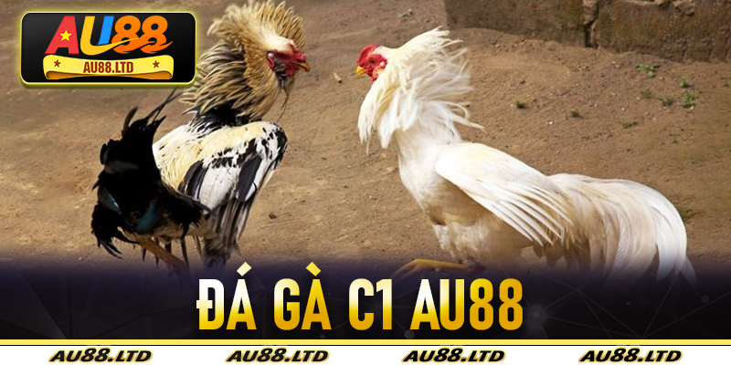 Đá Gà C1 Au88